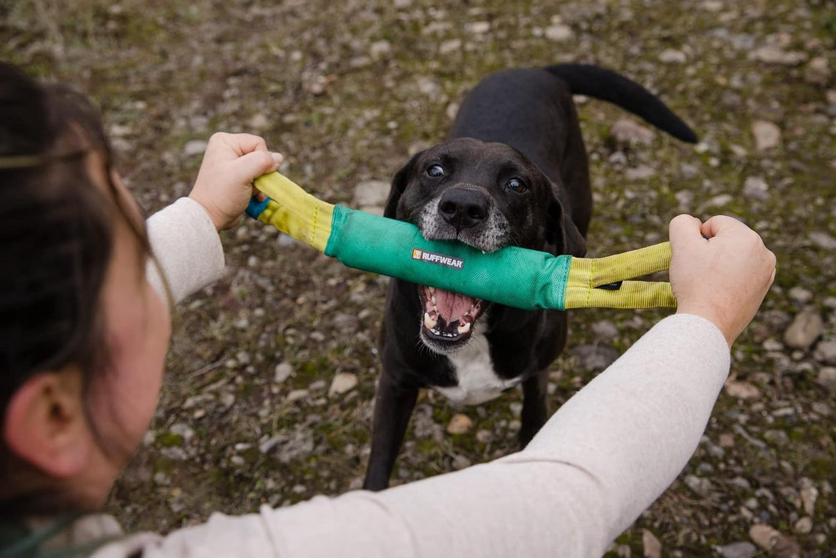 A dog playing tug with a green and yellow Pacific Loop Tug Toy.