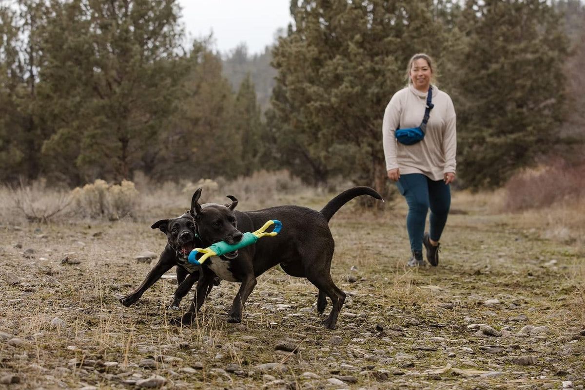 A happy dog running with a green and yellow tug toy.
