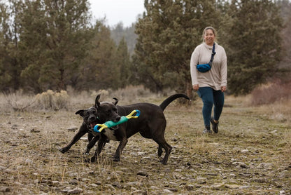 A happy dog running with a green and yellow tug toy.