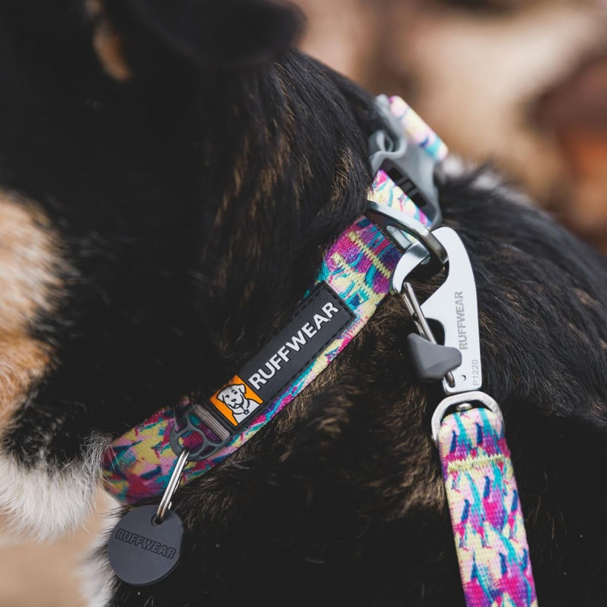 Front Range dog collar in River Rock green, adjustable 20"-26".