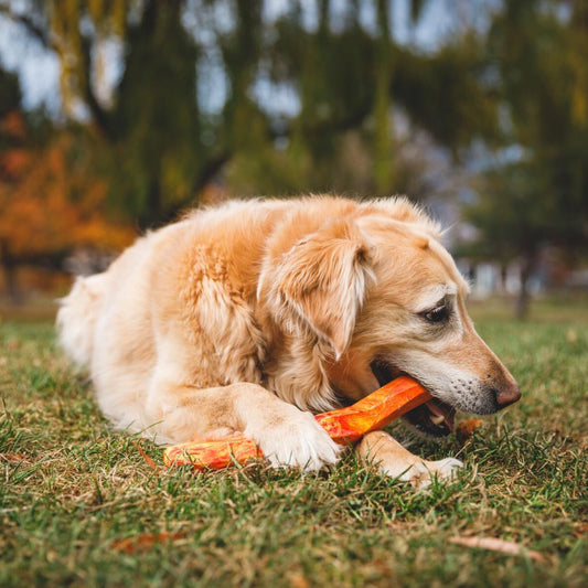 , Gnawt-A-Stick, Durable, Floating Dog Toy, Glacial Blue